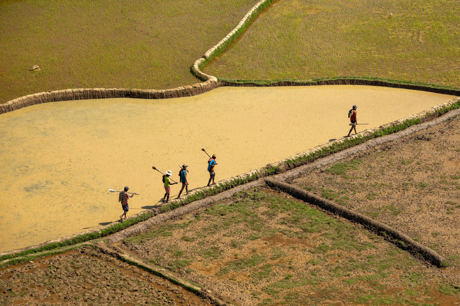 Madagaskar Arbeiter auf Reisfeldern