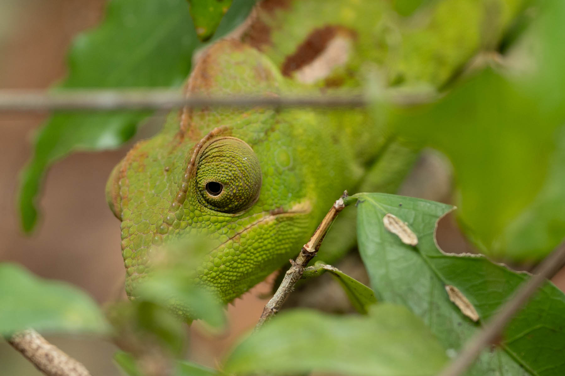Madagaskar Chameleon Gesicht