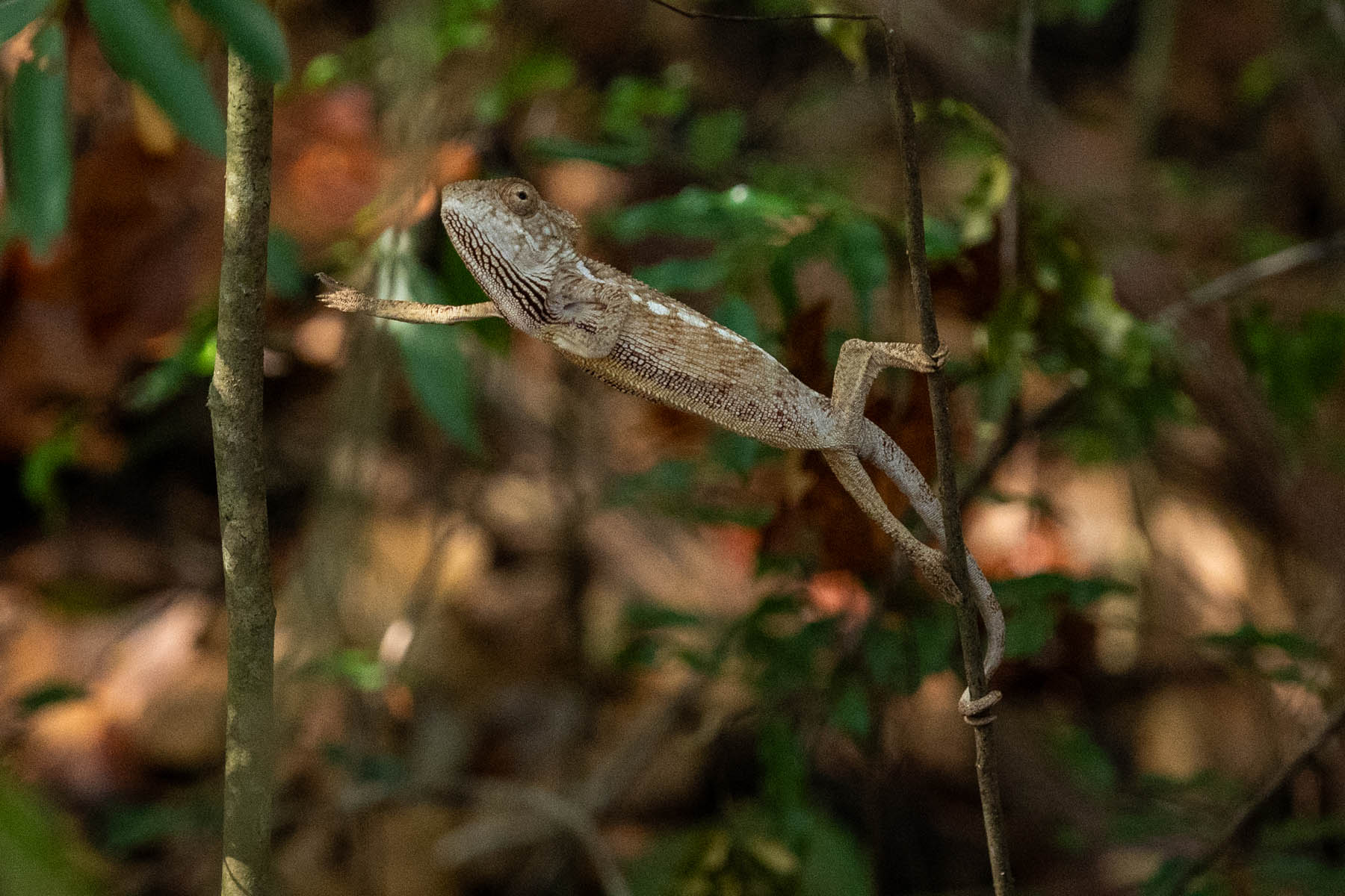 Madagaskar sich streckendes Chameleon