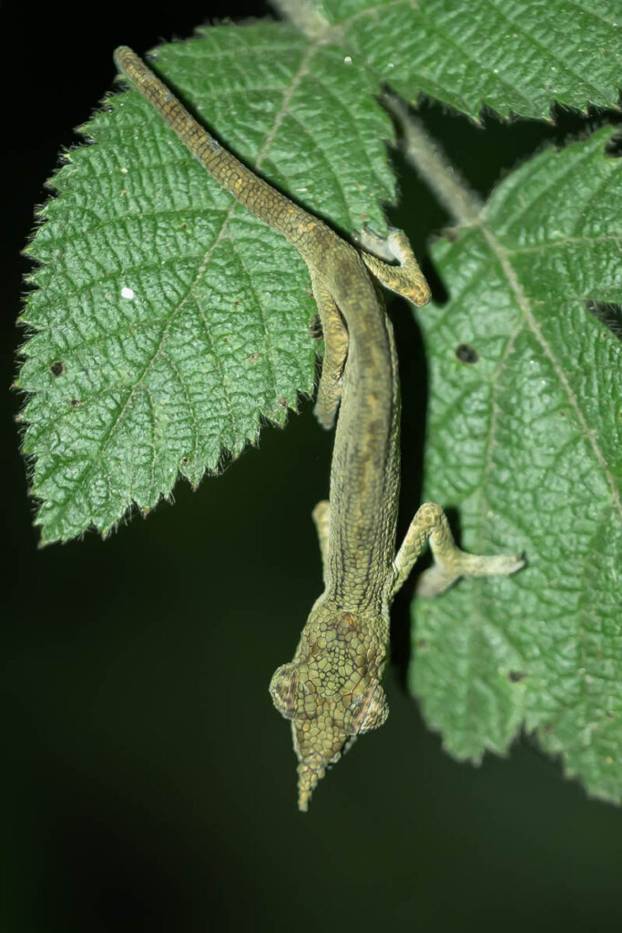 Madagaskar Chameleon an Blatt