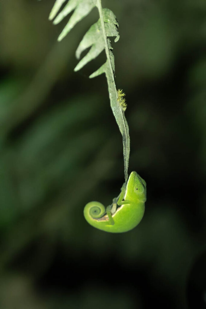 Madagaskar Chameleon hängt an Blatt