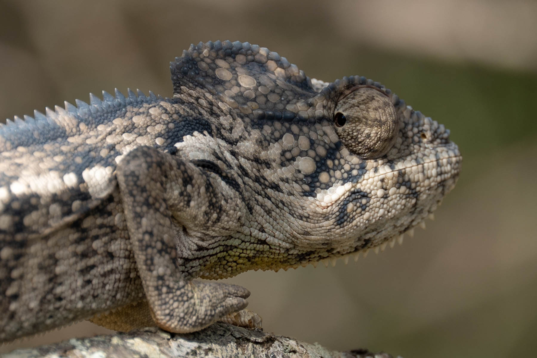 Madagaskar Chameleon Gesicht