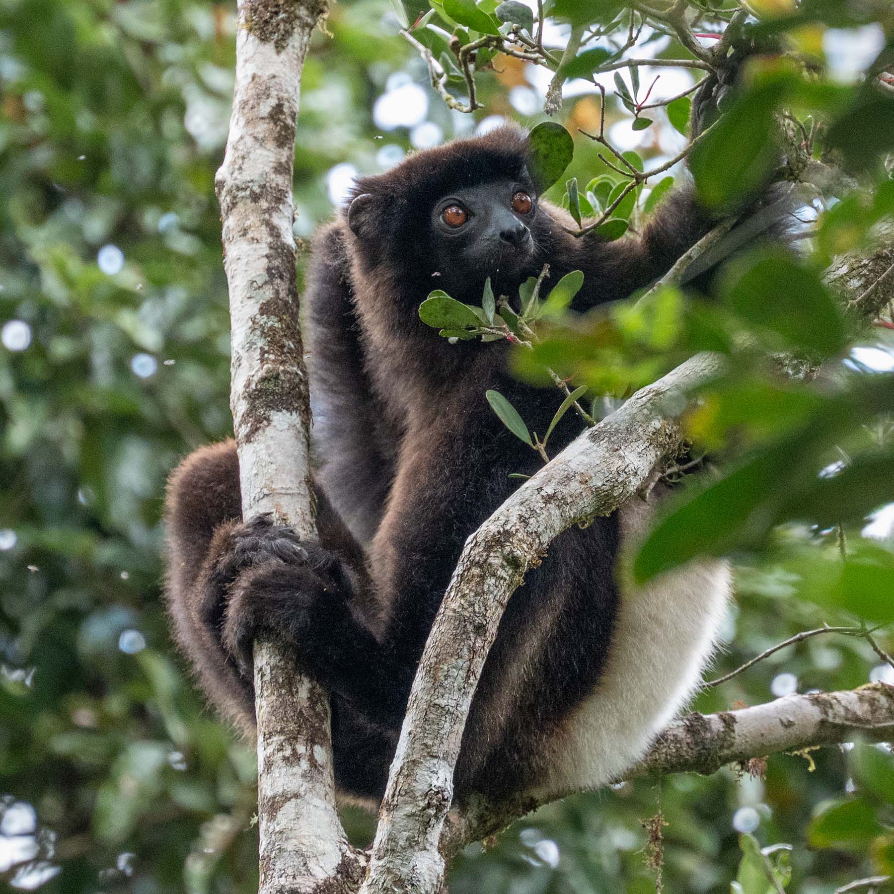 Edwards Sifaka Madagaskar