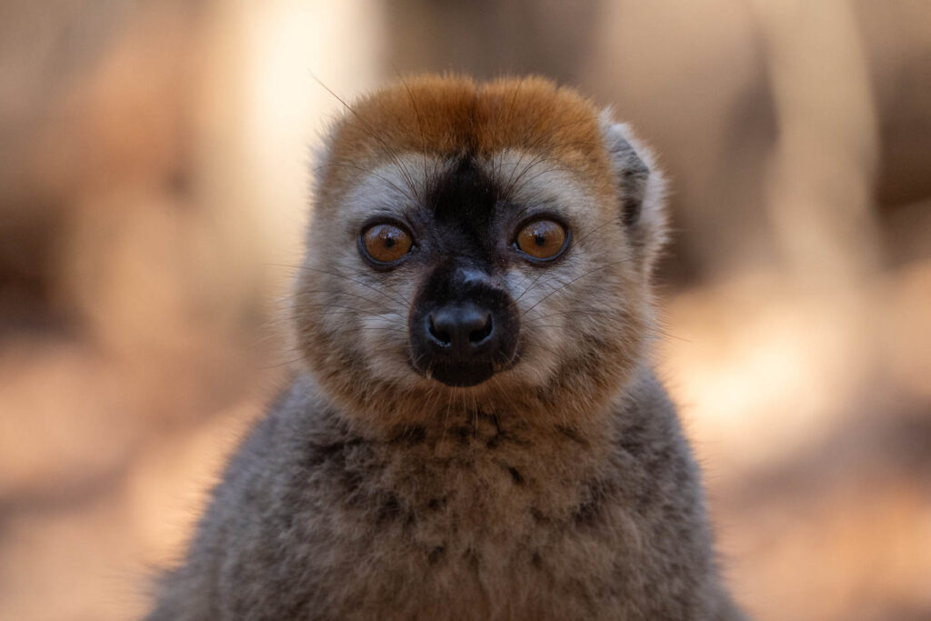 Madagaskar Lemuren