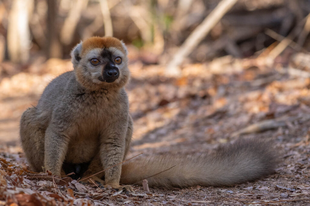 Madagaskar Lemuren