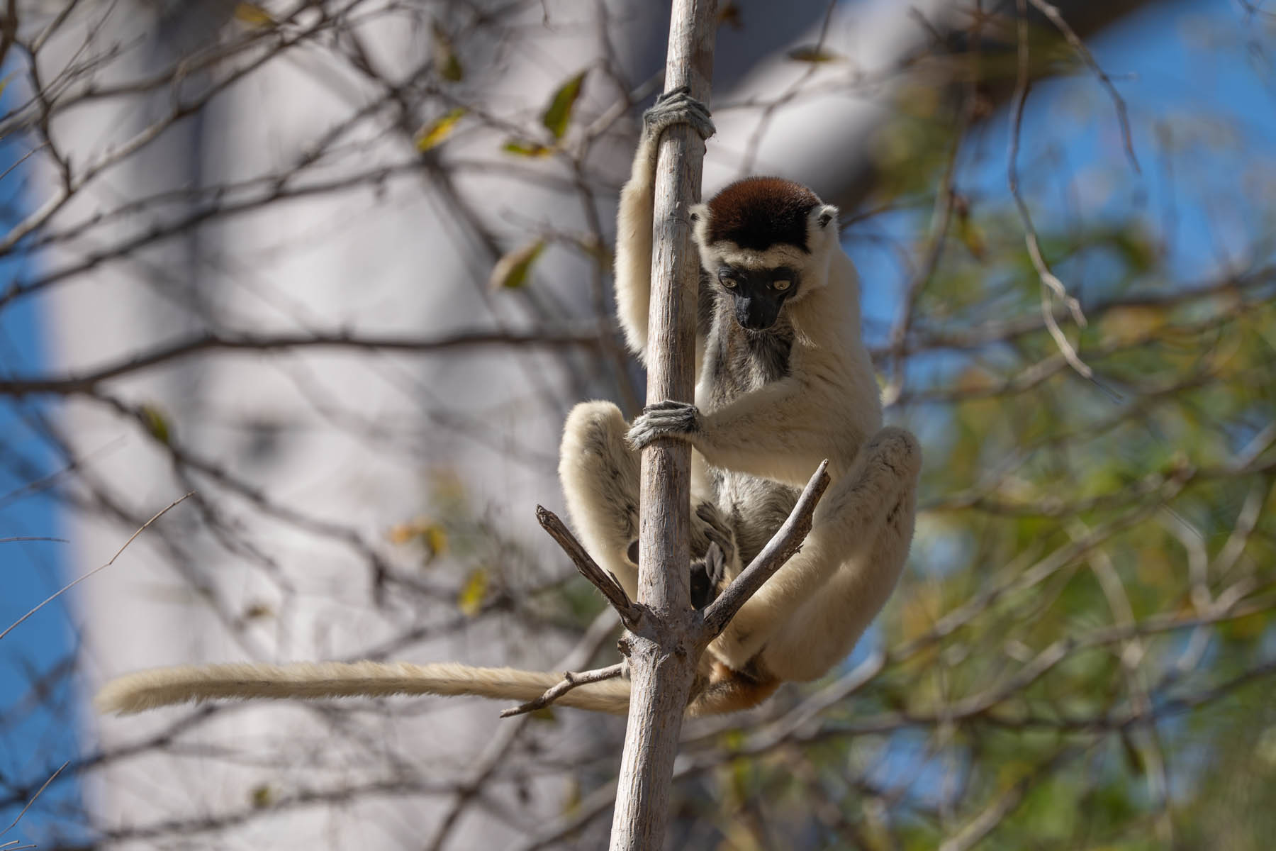 Madagaskar Lemuren