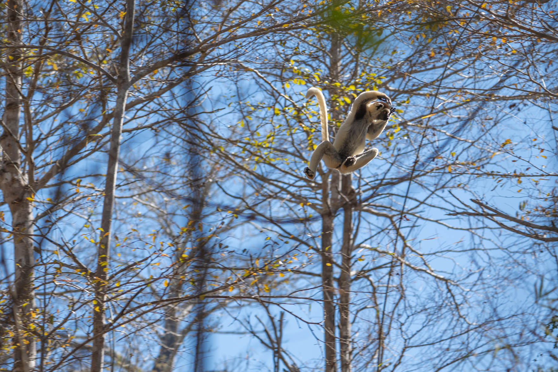 Madagaskar Lemuren