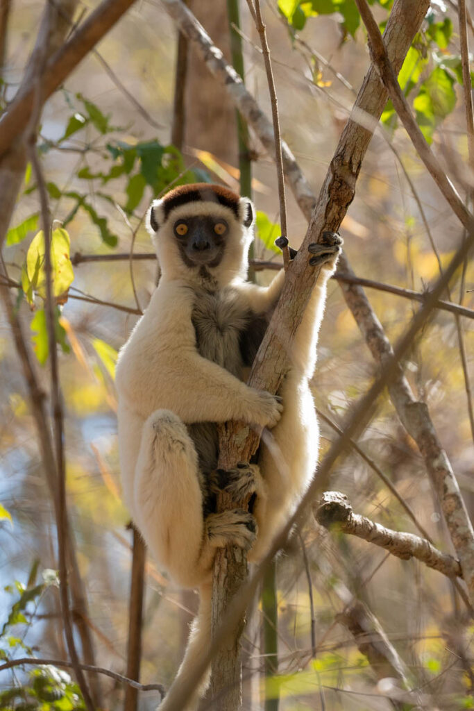 Madagaskar Lemuren