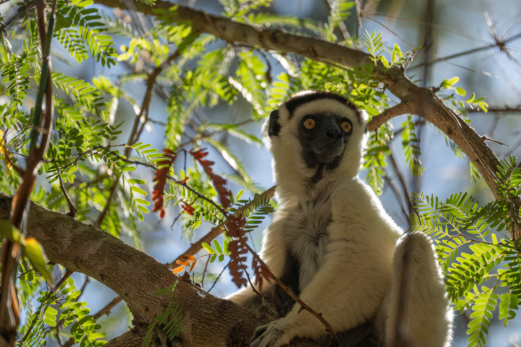 Madagaskar Lemuren