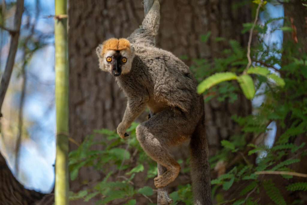 Madagaskar Lemuren