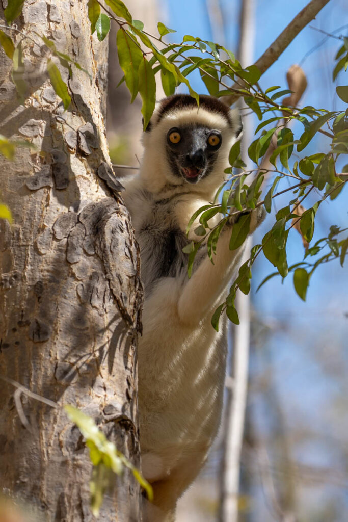 Madagaskar Lemuren