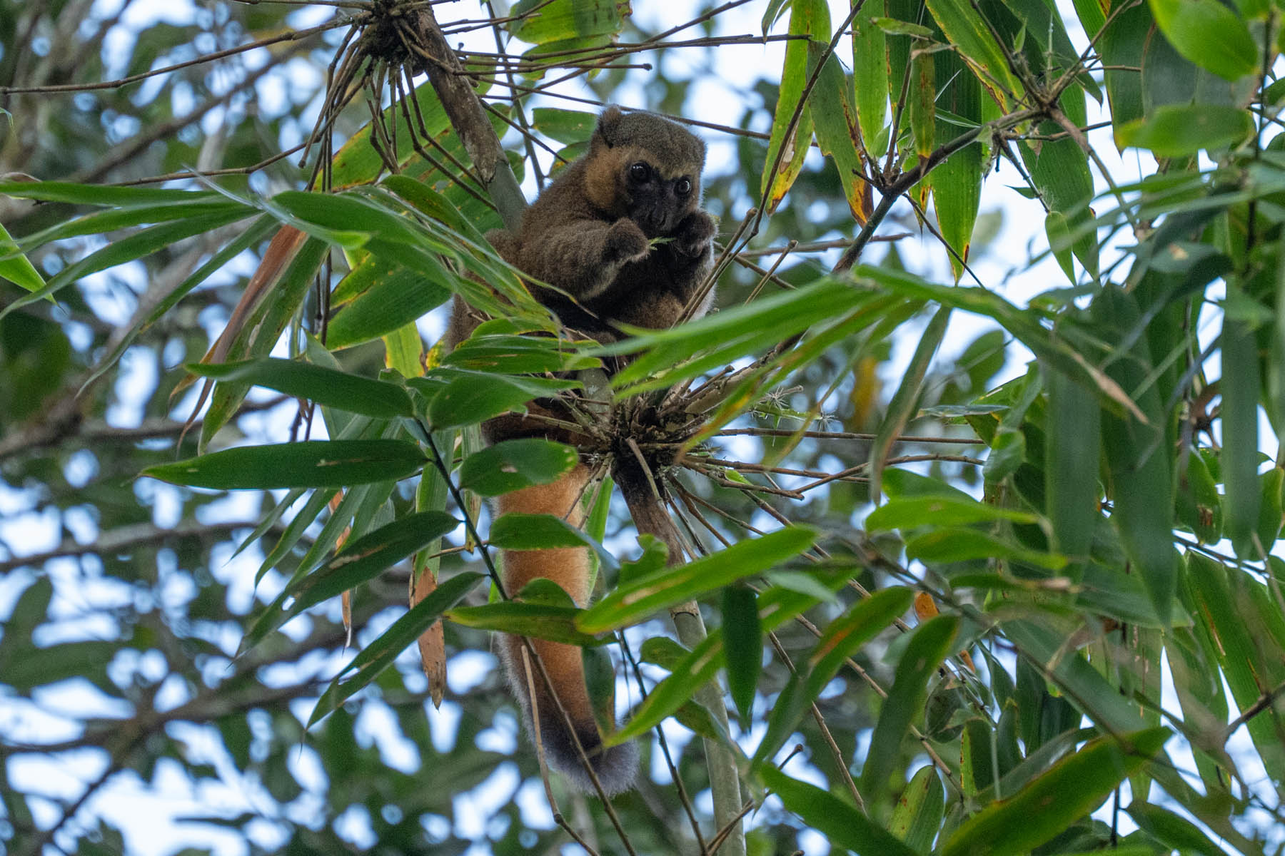 Madagaskar Lemuren