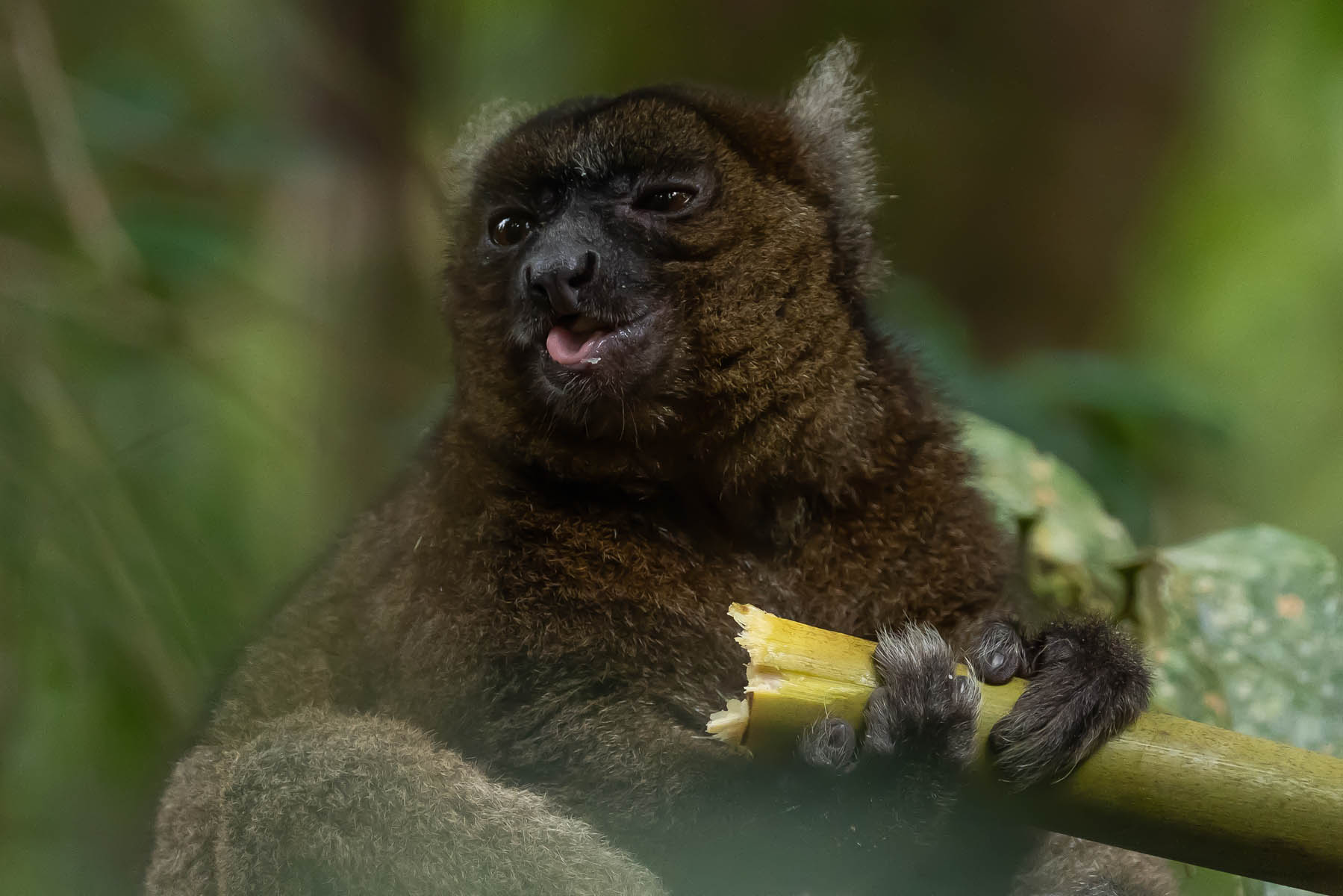 Madagaskar Lemuren