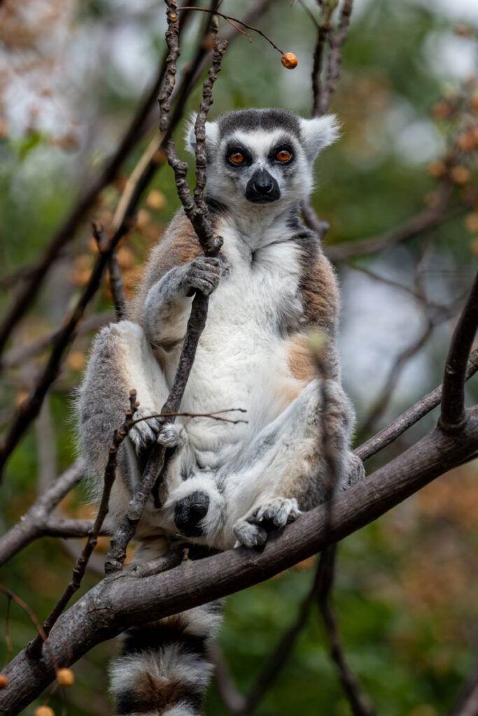 Madagaskar Lemuren Katta