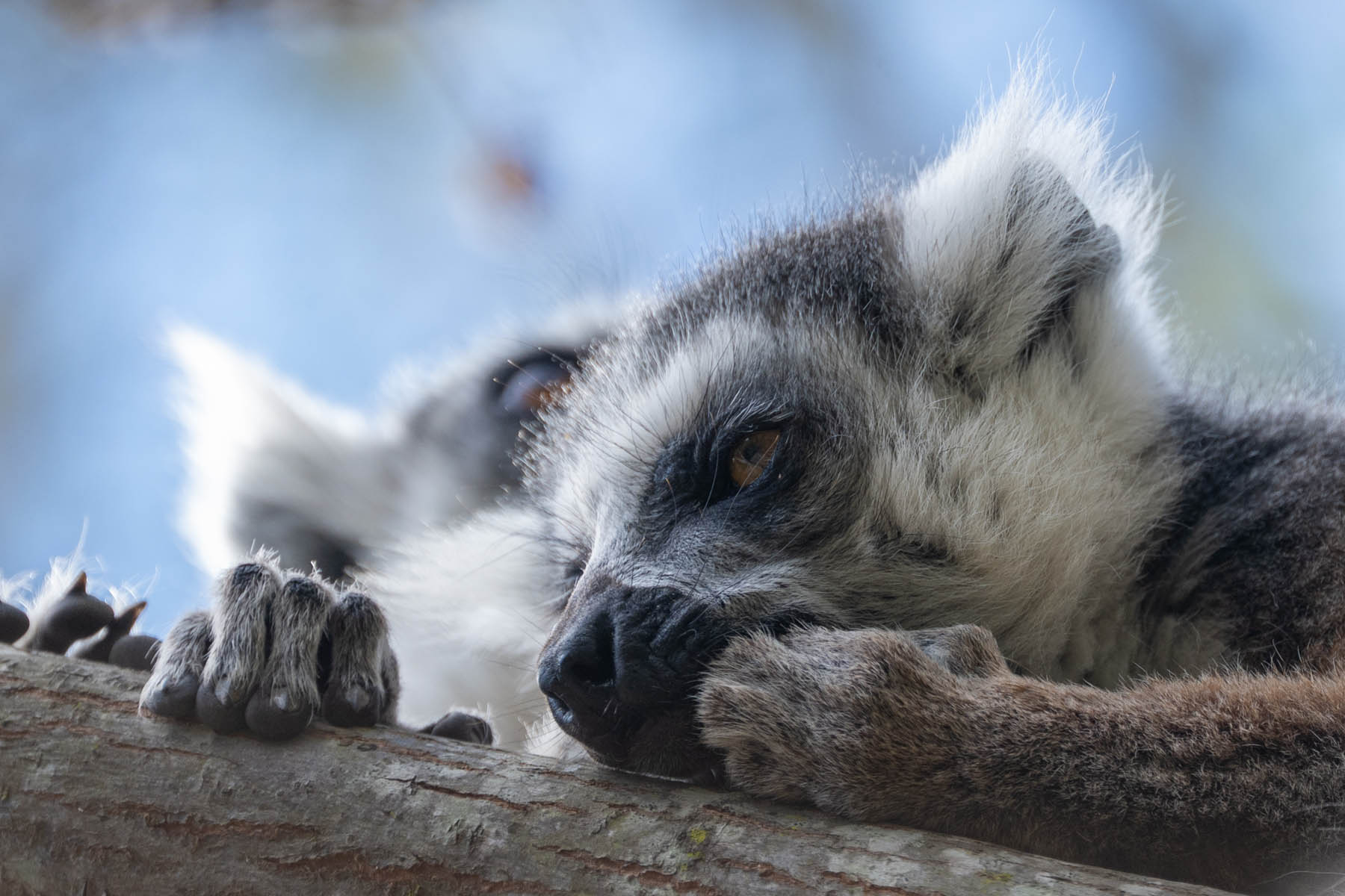 Madagaskar Lemuren Katta