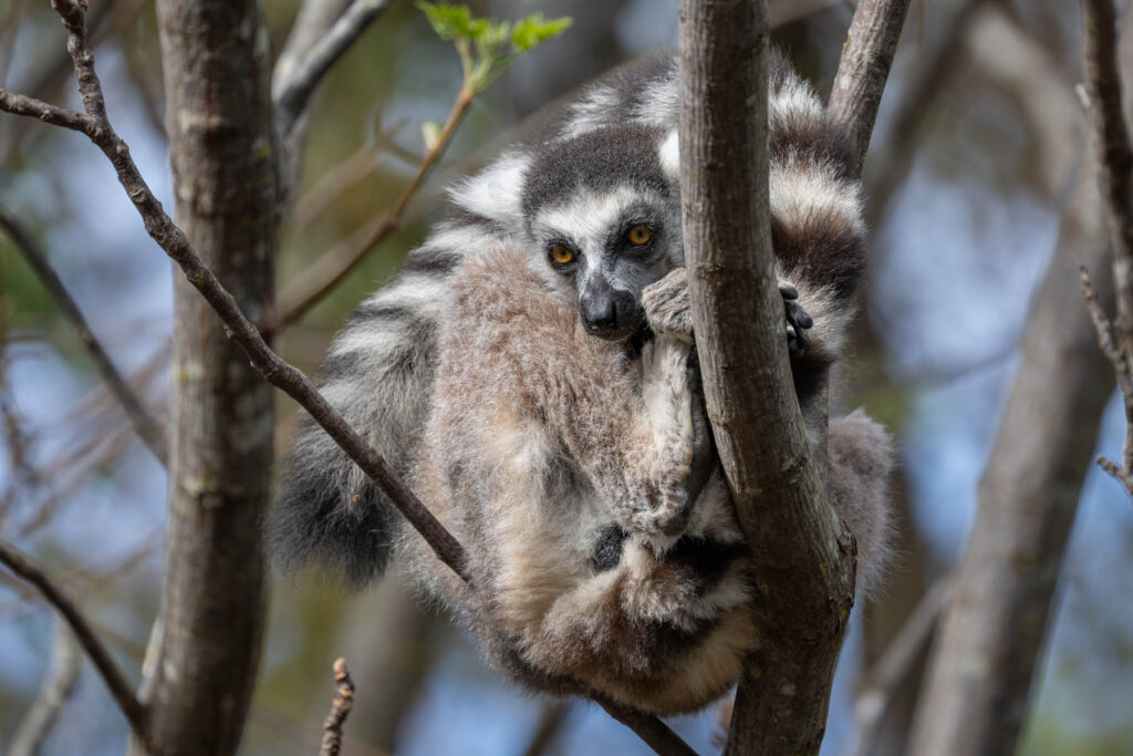 Madagaskar Lemuren Katta