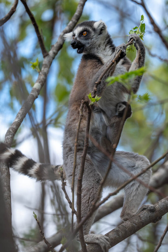 Madagaskar Lemuren Katta Mutter mit Kind