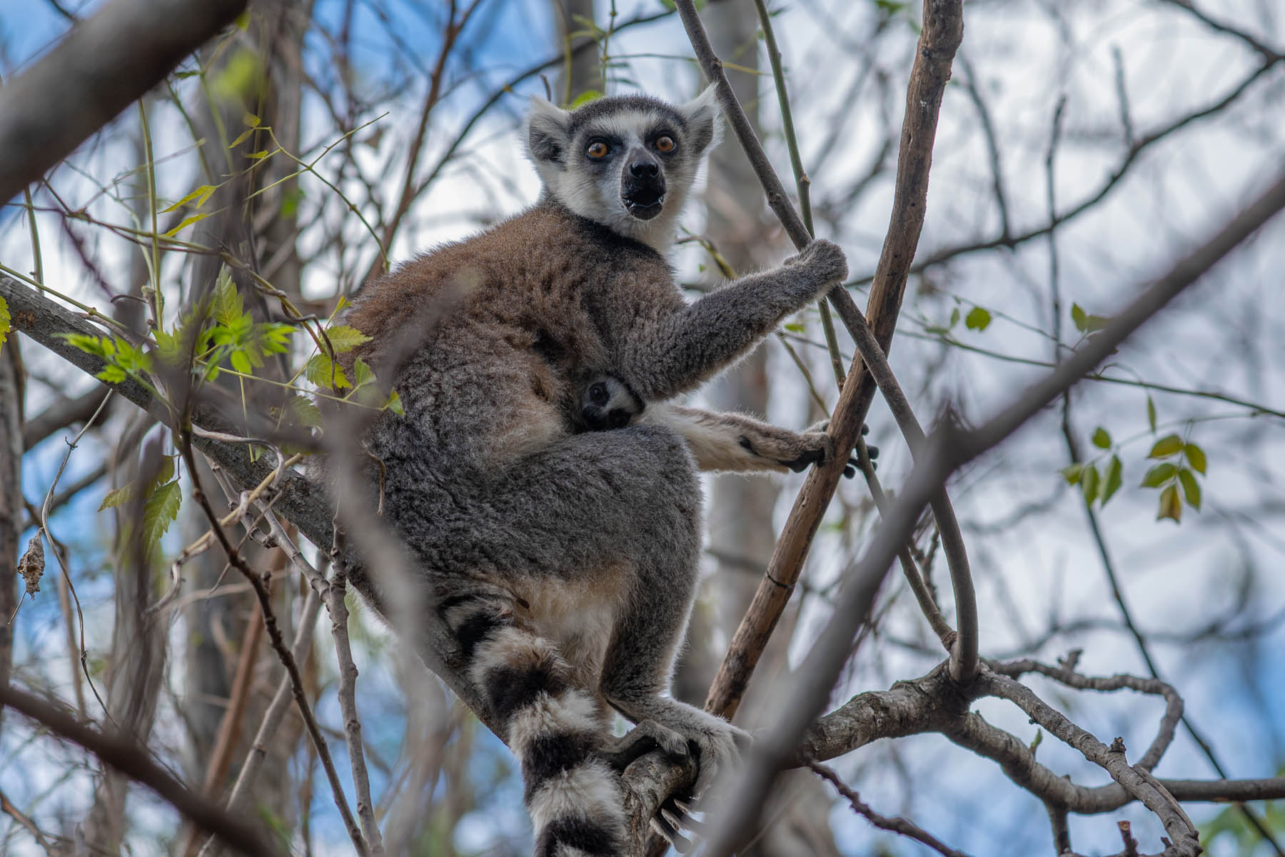 Madagaskar Lemuren Katta Mutter mit Kind