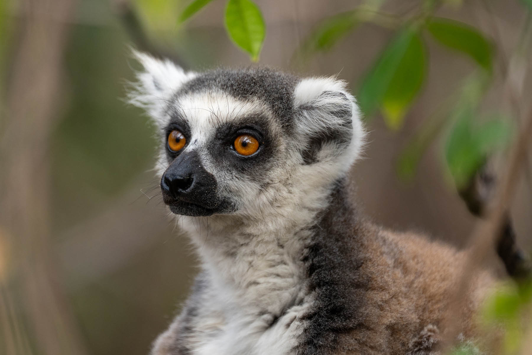 Madagaskar Lemuren Katta