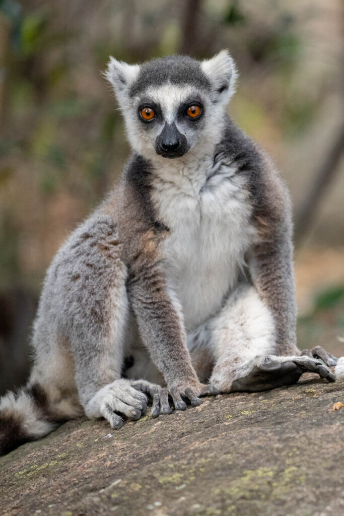 Madagaskar Lemuren Katta