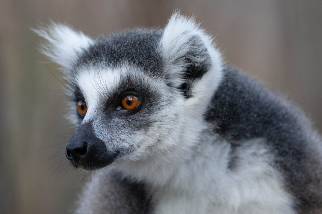 Madagaskar Lemuren Katta Mutter mit Kind