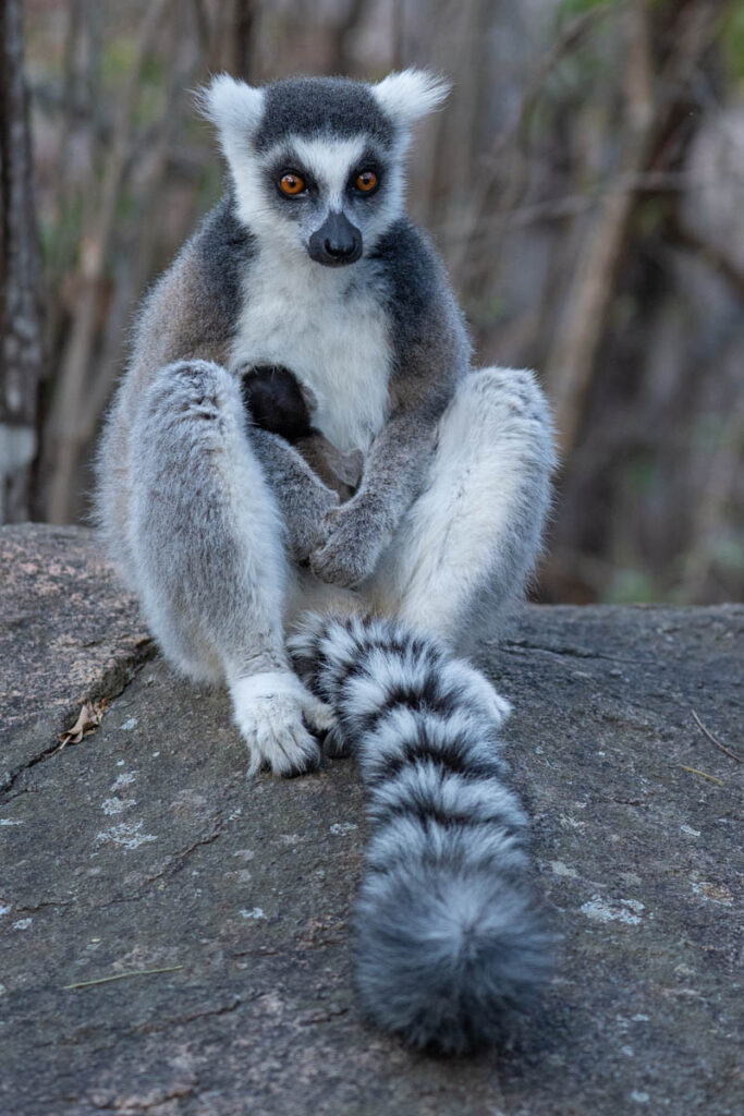 Madagaskar Lemuren Katta Mutter mit Kind