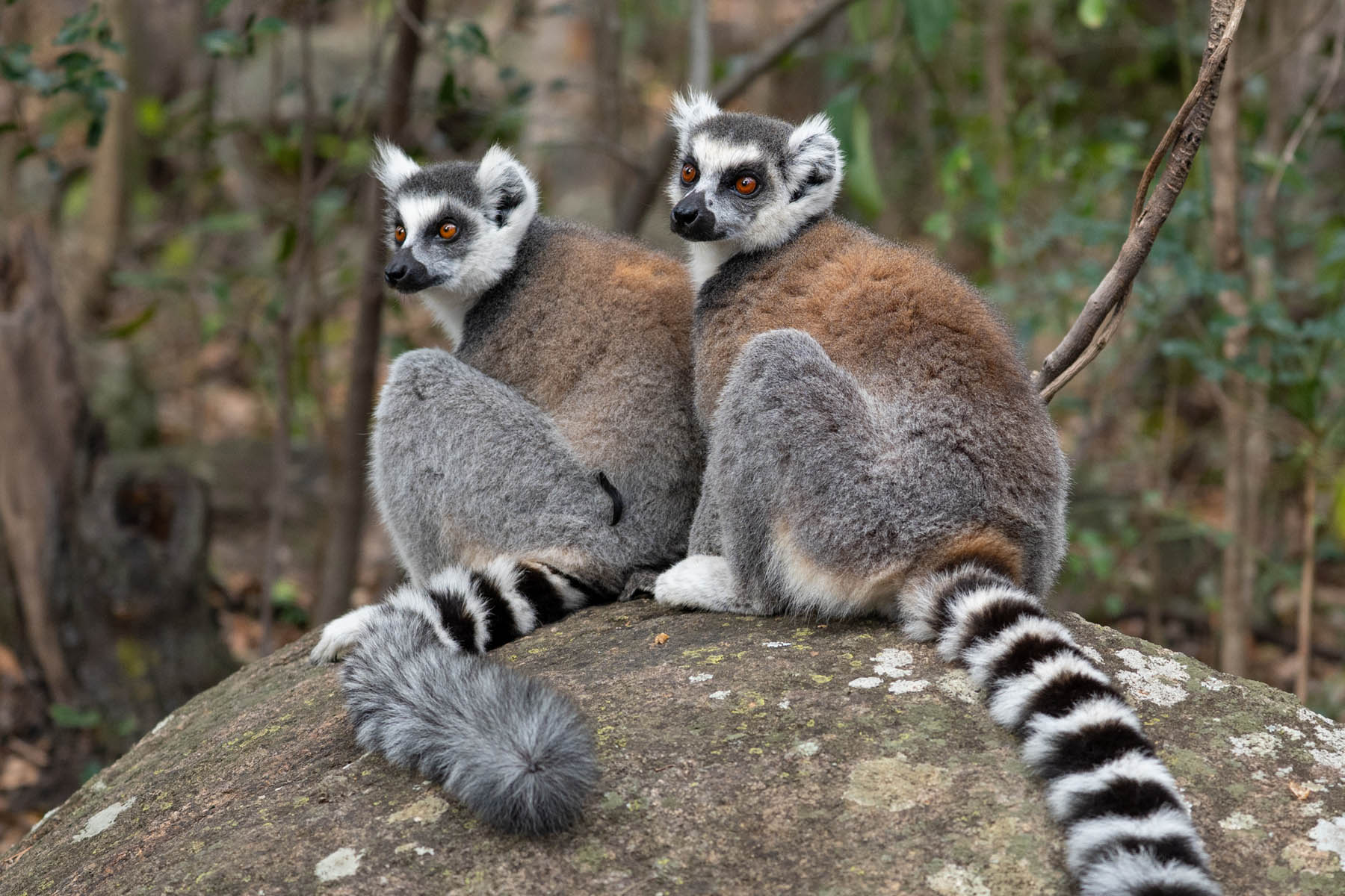 Madagaskar Lemuren Kattas