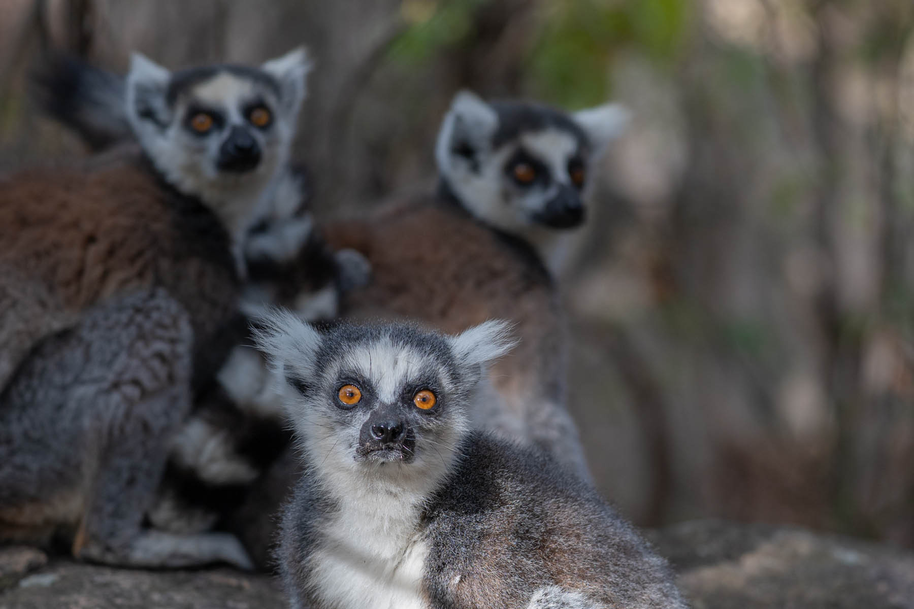 Madagaskar Lemuren Kattas